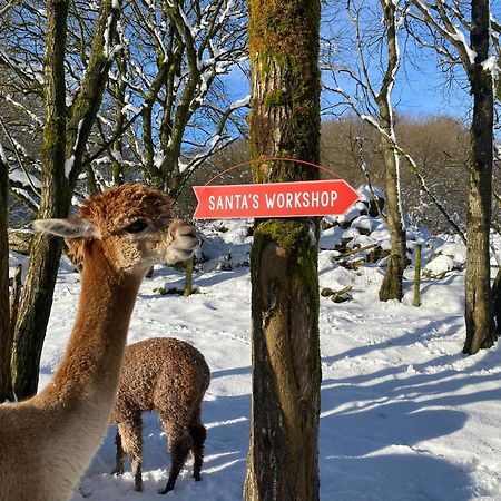 Unique Stay On An Alpaca Therapy Farm With Miniature Donkeys North Wales Mold Kültér fotó