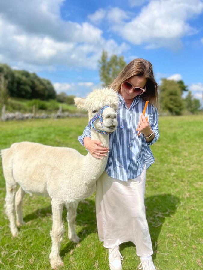 Unique Stay On An Alpaca Therapy Farm With Miniature Donkeys North Wales Mold Kültér fotó