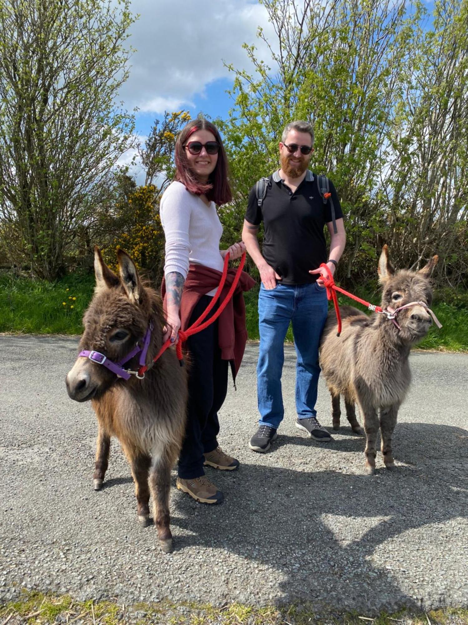 Unique Stay On An Alpaca Therapy Farm With Miniature Donkeys North Wales Mold Kültér fotó