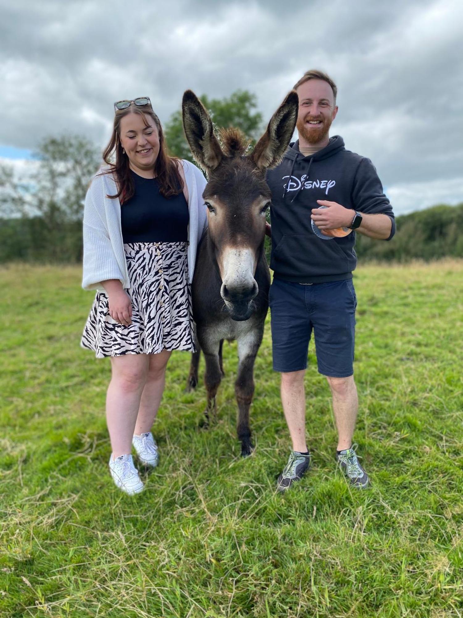 Unique Stay On An Alpaca Therapy Farm With Miniature Donkeys North Wales Mold Kültér fotó